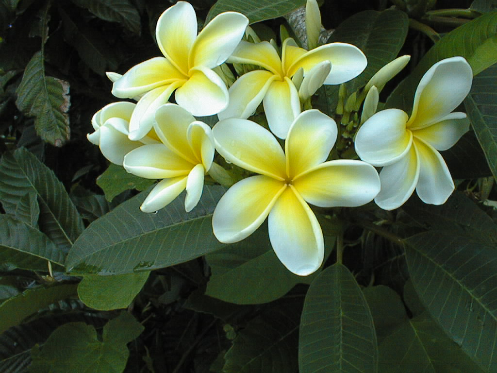 Frangipani - Bermuda's most fragrant blooms