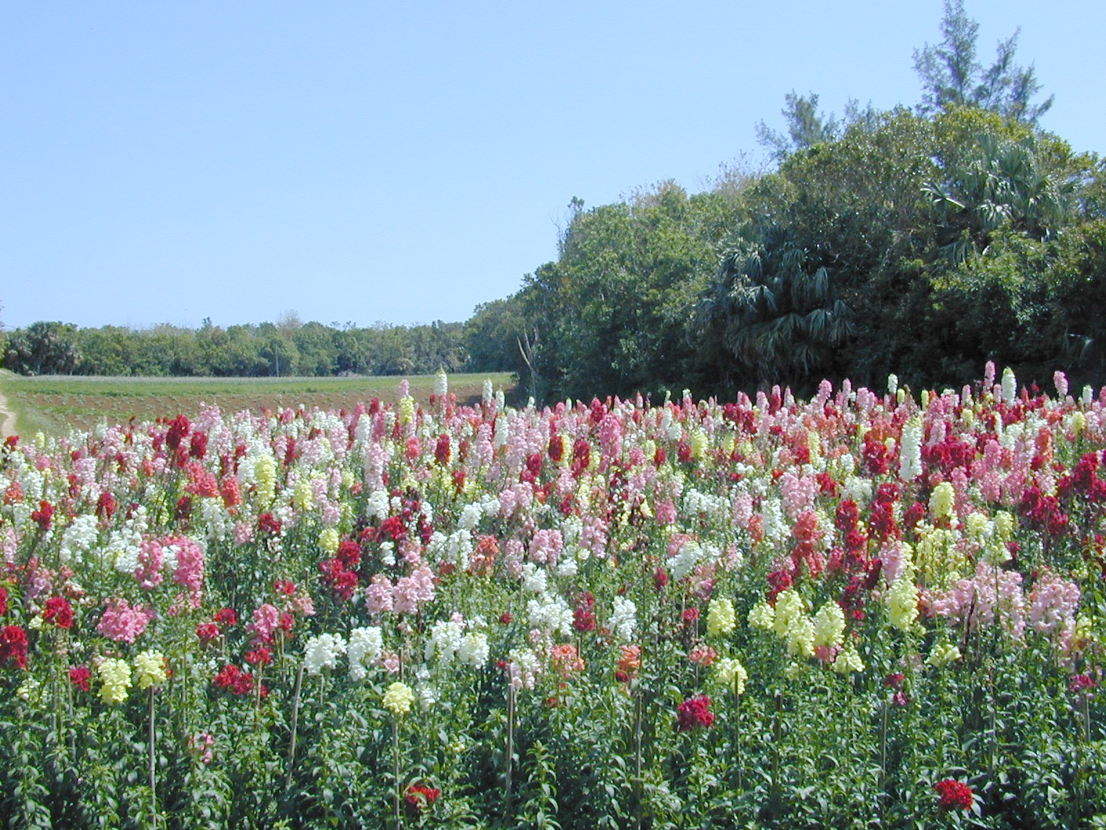 Field of Snapdragon Blooms - Bermuda in Springtime